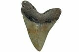Serrated, Fossil Megalodon Tooth - North Carolina #226474-2